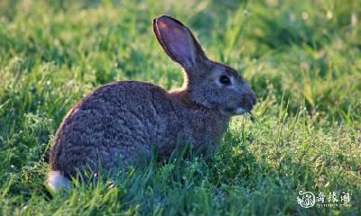 根据风水学，出生年份为1987年属兔的人适合住几楼？探讨最吉利居住楼层