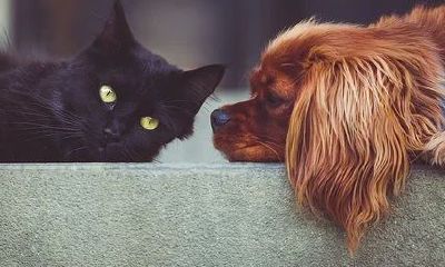 哪个星座常常不爱运动，稍微活动一下就快要累垮了: 探寻十二星座身体素质最差的那一个