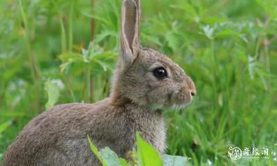 属兔人在选择住房时如何考虑楼层因素：是否住在四楼是最佳选项？