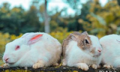 经验分享：根据属兔人的星座特点，哪些楼层最适合居住？以87年出生的属兔人为例，住4楼是否有什么优劣势？