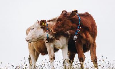 属牛的人在买房时应避免住在四楼，这个买房禁忌适用于1985年出生的人群