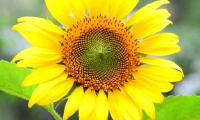 通过八字命格的分析，哪种八字命格的女性更容易让自己的丈夫事业有成，婚姻美满幸福？