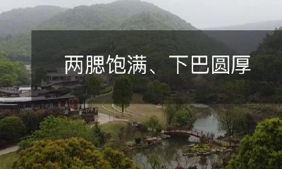 ，面容憨厚可爱的小狗：可爱的小狗，脸颊丰满、下巴饱满，展现着天真无邪的模样