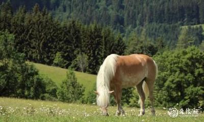 探究属马者在2023年是否适宜怀孕，以及相关的安胎风水知识