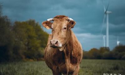 属于85年的牛者，您认为住在东户或西户更为适宜？另外，据您所知，属牛的人住在哪一层楼更容易获得整体的好运势呢？