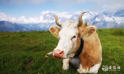 属牛人是否应该选择八楼居住以及在购买房屋时是否应该考虑大门柱子问题？