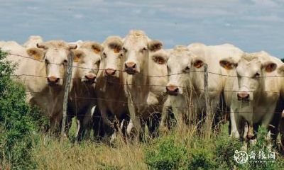 建议85年属牛的购房者注意：住11楼是否合适？买房的忌讳有哪些？