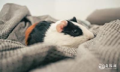 属鼠人买房应选何楼层？以84年属鼠为例，是否住在7楼更优？