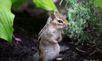 84年生肖鼠的购房禁忌：五楼适合居住吗？