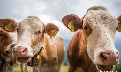 女牛与男牛的婚姻关系究竟如何？从性格特点角度来看，两者有哪些异同之处？