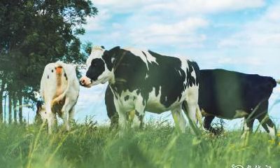 女牛男兔结合的禁忌：探讨兔与牛婚姻的相容性