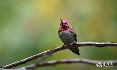 你家门口出现猫头鹰，怎样防范及迅速安全驱走才是最明智的选择？