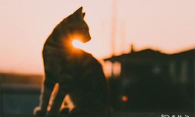 破解猫头鹰的叫声，揭示猫头鹰鸣叫背后的信息含义及其象征意义！