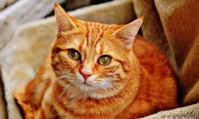 为什么我们不能驱走上门的猫：探讨猫咪外出闲逛的社会行为及其对人类社区的影响