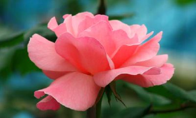 哪些外貌特征定义了旺夫女人？