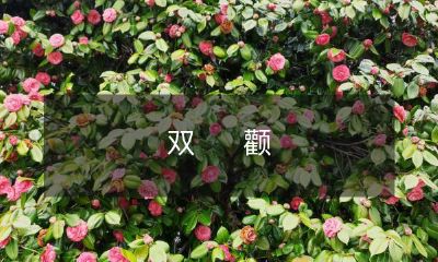 突出的面容对外表印象的影响：探究造成双颧突出的因素及如何改善此外貌特征