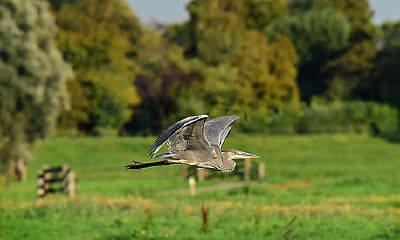 探究丹凤眼的深层含义：男性 剑眉 打造事业飞升的秘诀