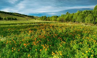 探秘面相旺夫的奥秘：哪种面相类型是最有助于旺丈夫财运的呢？