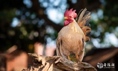 探究不同年份属鸡人的最佳楼层：82年属鸡住8楼OK? 81年属鸡适合住在哪一层楼?