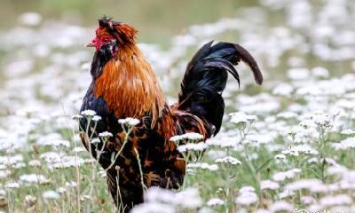 是不是住在16楼对81年属鸡的人有利？探究属鸡人在不同楼层的旺运势影响