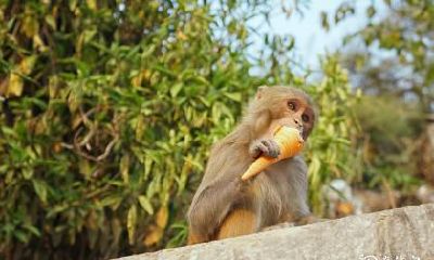 80年属猴者的家居大门方向对于好风水的重要性