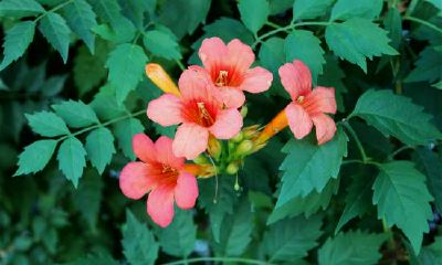 探讨风象星座在职场中的事业发展前景以及对应的运势走势如何？