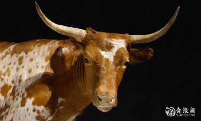 85年属牛的购房指南：挑选住宅楼层考虑及其他事项