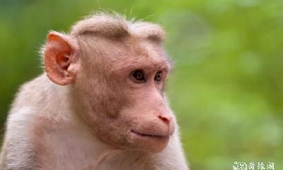 80年属猴的人应该住在几楼以获得最大的吉利之祥？并探究适合80年属猴的人选择的幸运物是什么？