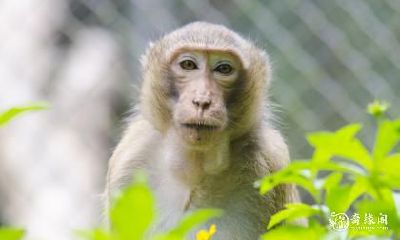 属猴人必须知道的，让80年属猴的你住在哪几层楼才最吉利的方位禁忌