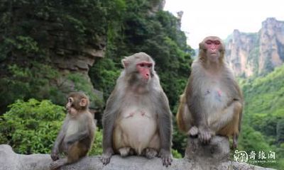 如何选择适合属猴人的房源：住在东户还是西户更优？重要事项提醒给你听，让猴年购房不再迷茫！