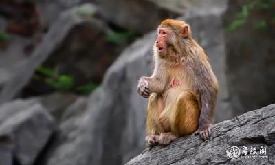 属猴80年出生者，住在8楼是否最佳选择？根据生肖学，猴宜居多少楼层最幸运？