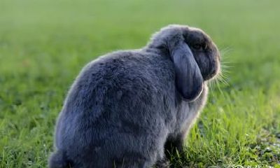 撞兔子会带来好运？养兔子影响命运？驾车遇兔子是祸还是福？ 一一揭开汽车与兔子之间的命运关联