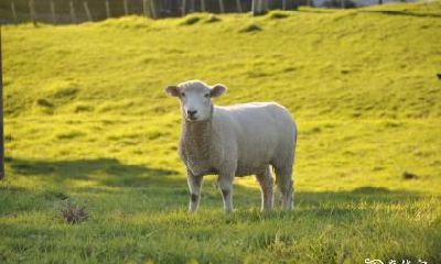 通过微信头像来招财旺运：探究最佳吉利图片，属羊男女皆宜