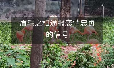 眉毛之间的传情告白：揭示忠贞恋情的秘密信号