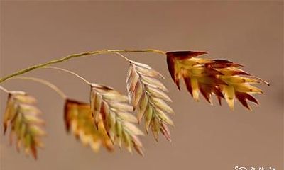 当年柱披麻的时候，如何避免在婚嫁择日时犯披麻煞的迷信？