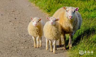 79年属羊的人住的房子门朝向与楼层如何与五行相互关联？