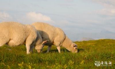 79年出生的属羊者，在购买房子时选择五楼的优势及如何达到最佳吉利效果？