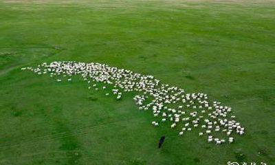 在风水学中，根据79年出生的属羊人的生肖，住在哪个楼层最为吉利？哪一层楼的风水能够最大程度地提升属羊人的运势和福报？