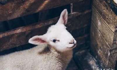 79年属羊的你应该住在哪一层呢？属羊人的楼层选择建议