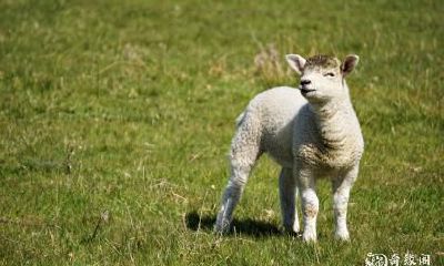 居住楼层对于生肖羊的事业运有何影响？-以79年出生的羊为例，是否住在14楼会更有利？