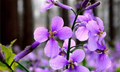 如何从女性嘴唇的形态中量化分析她的婚姻昌盛指数，探究旺夫相的秘密
