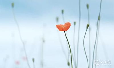 捡到红绳子预示什么？如果不小心丢失了红绳子，是否会遭遇灾难？这些问题的答案探究了一种古老的迷信文化