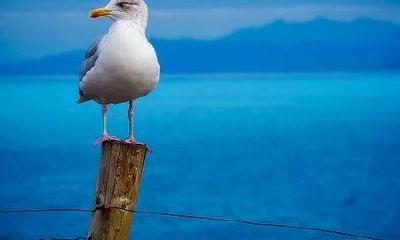 十二星座中，哪个星座总能够用流畅的言辞、巧妙的行动和卓越的为人处世技巧来赢得人们的青睐和取悦？