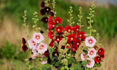 详述男性命运的三两九钱：婚姻遭遇不利的深刻剖析