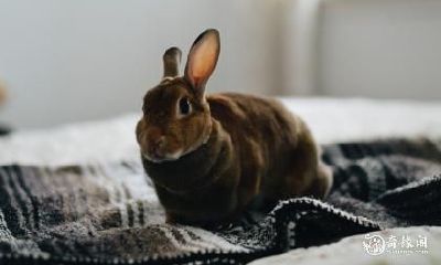 的影响对75年属兔人的命运如何？