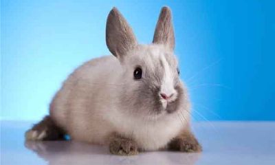 预测：1975年出生的属兔女性在2021年将迎来令人期待的可喜运势——46岁的属兔女性可以期待怎样的人生转机？