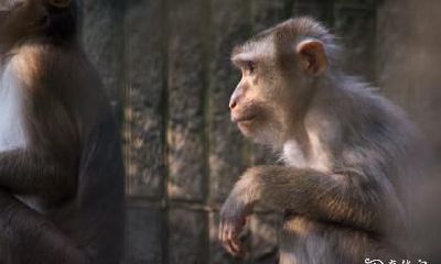 猴蛇兔三兄妹如出一辙！究竟几月出生最佳，尤其是属蛇人？