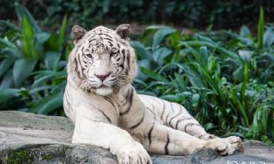 74年出生的属虎人住几楼最合适？房子前有高楼的风水好吗？