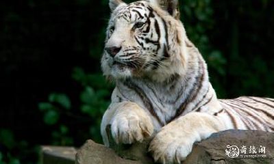 属虎的人在74年应该避免住哪一层？楼层风水禁忌详细解析