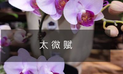 重新设计一个标题，更具描述性：对微小事物的赞美与赋予意义